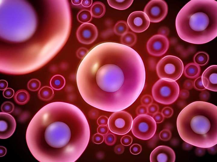 Cellule en vue microscope